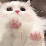 Amalia Serrano avatar